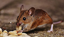 24 Hour & Emergency Exterminators in Fair Lawn, NJ